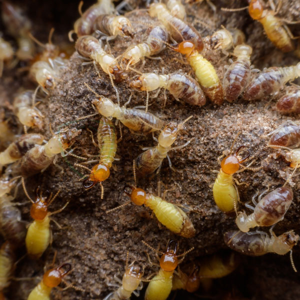 termite treatment cost melbourne